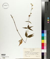 Silene stellata image