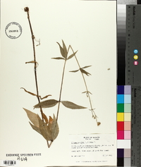 Silene stellata image