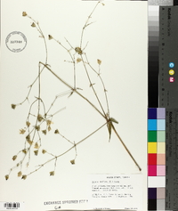 Silene stellata image