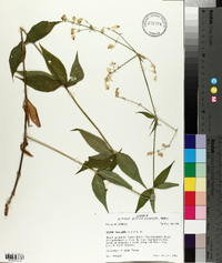 Silene stellata image