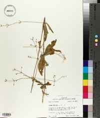 Silene stellata image