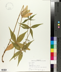 Silene stellata image