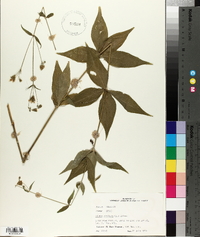 Silene stellata image