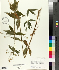 Silene stellata image