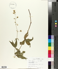 Silene stellata image