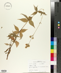 Silene stellata image