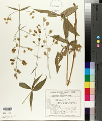 Silene stellata image