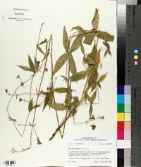 Silene stellata image