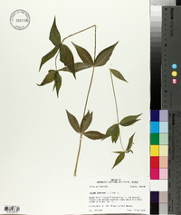 Silene stellata image