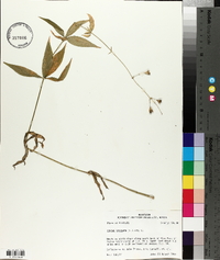 Silene stellata image