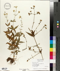 Silene stellata image