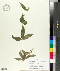 Silene stellata image