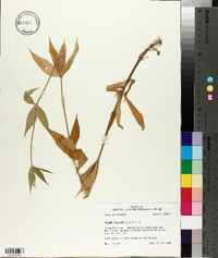 Silene stellata image