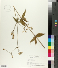 Silene stellata image