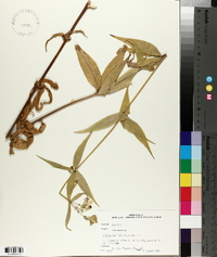 Silene stellata image