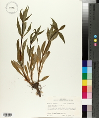 Silene stellata image