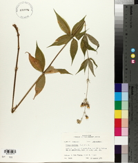 Silene stellata image