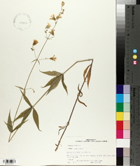 Silene stellata image