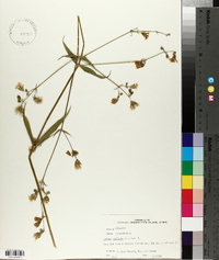 Silene stellata image