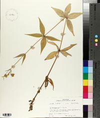Silene stellata image