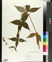 Silene stellata image