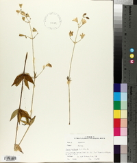 Silene stellata image