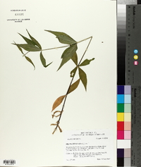 Silene stellata image