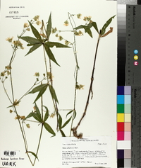 Silene stellata image