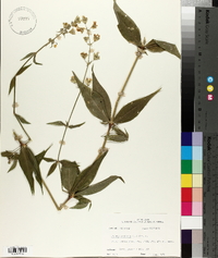 Silene stellata image