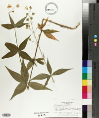 Silene stellata image