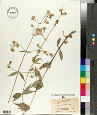 Silene stellata image