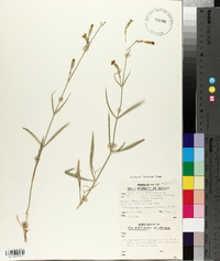 Silene verecunda image