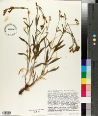 Silene verecunda image