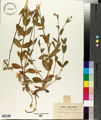 Silene vulgaris image