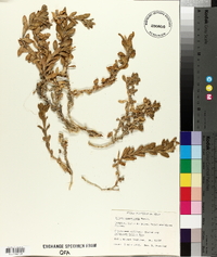 Silene succulenta image