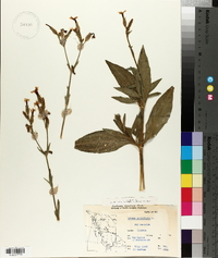 Silene noctiflora image