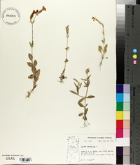 Silene noctiflora image