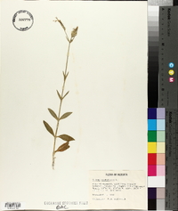 Silene noctiflora image