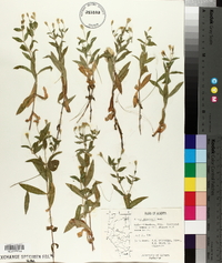 Silene menziesii image