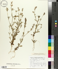 Silene gallica image