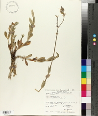 Silene vulgaris image