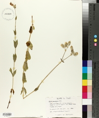 Silene vulgaris image