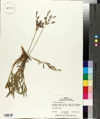 Silene vulgaris image