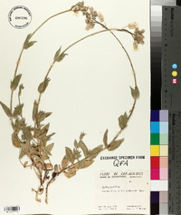 Silene vulgaris image