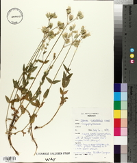 Silene vulgaris image