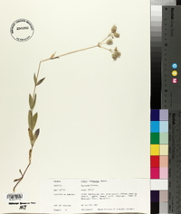 Silene vulgaris image