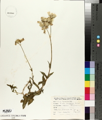 Silene vulgaris image