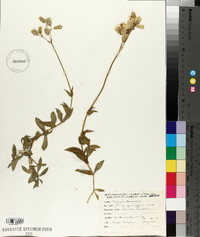 Silene vulgaris image