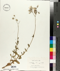 Silene vulgaris image