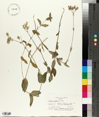 Silene vulgaris image